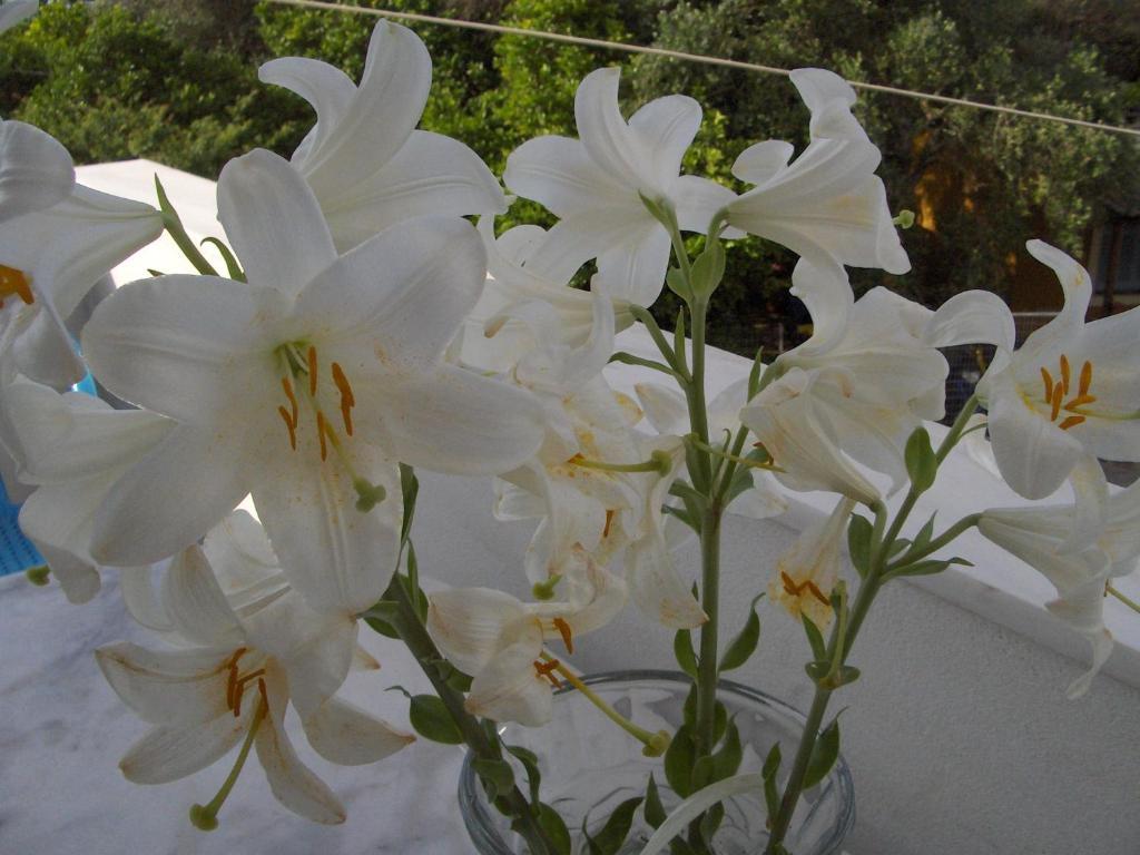 Gorgona Apartments & Studios อิปโซส ภายนอก รูปภาพ